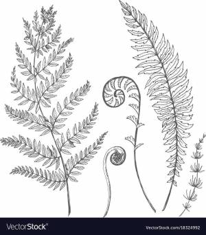 Побеги папоротника