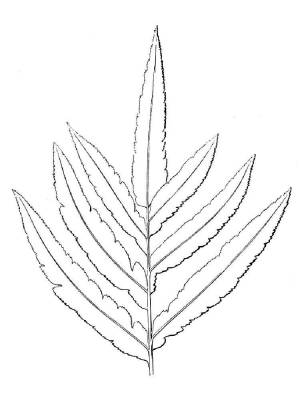 Раскраски Папоротник