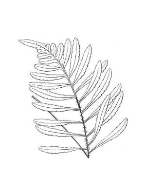 Раскраски Папоротник