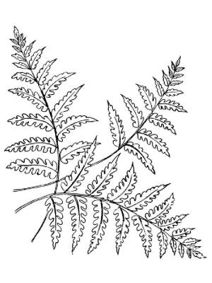 Раскраски Папоротник