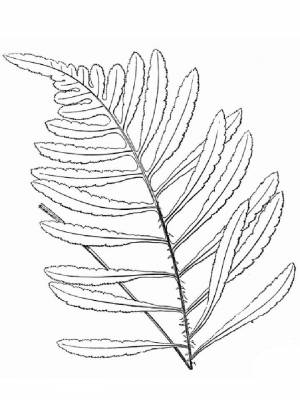 Раскраска Папоротник   в формате