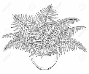 Папоротник в экваториальном лесу