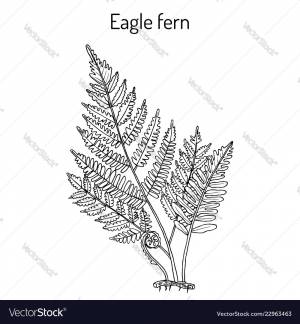 DataLife Engine > Версия для печати > Рисунок папоротник карандашом для детей
