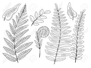 Рисунок папоротника карандашом