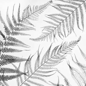 Папоротник карандашом