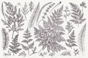 Рисунок папоротника карандашом