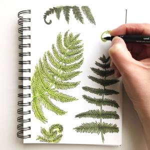 Рисунок папоротник карандашом для детей