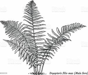 Рисунок папоротник карандашом для детей