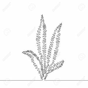 Папоротник карандашом