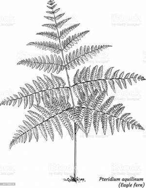 Папоротник карандашом