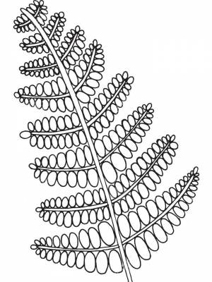 Раскраска Папоротник   в формате