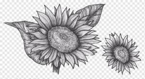 Рисунок подсолнечника Растение Эскиз, лист подсолнечника, акварель, карандаш, монохромный png