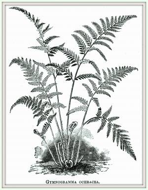 Картинки раскраски папоротник