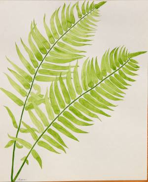 Рисунки папоротника для срисовки