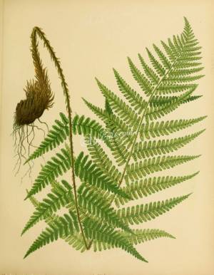 Щитовник мужской рисунок