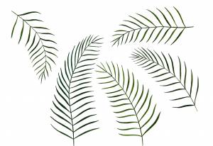 Рисунки папоротника для срисовки