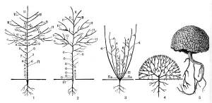 Жизненные формы растений