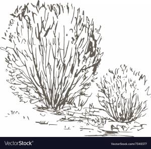 Раскраска кустарники