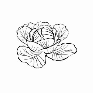 Капуста картинка раскраска