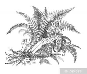 Идеи для срисовки цветок папоротника