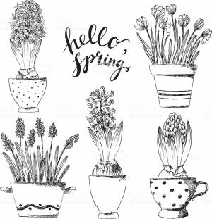 Комнатные и уличные цветы