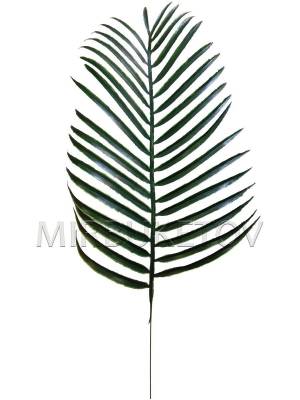 DataLife Engine > Версия для печати > Листья пальмы раскраска