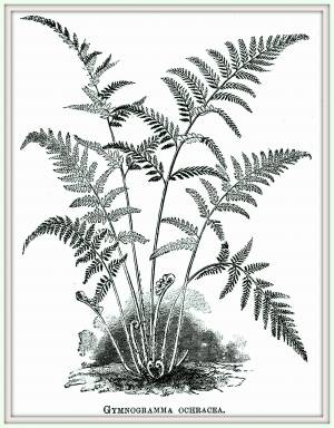 Папоротник осенний цветок