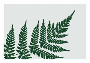 Папоротник рисунок для детей