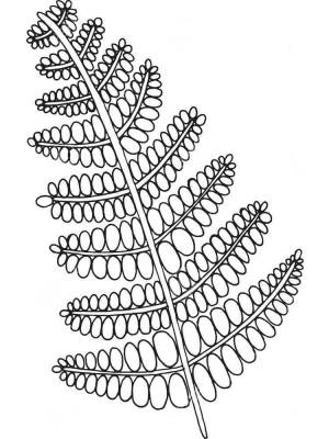 Раскраска Папоротник