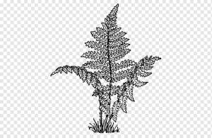 Там, где растет красный папоротник Книжка-раскраска, папоротник, лист, фал, цвет png