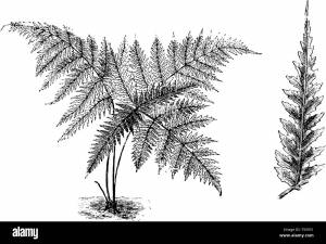Папоротник в экваториальном лесу