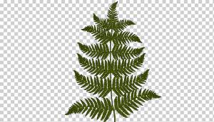 лист зеленого папоротника, рисунок Фурн, природа, папоротники png