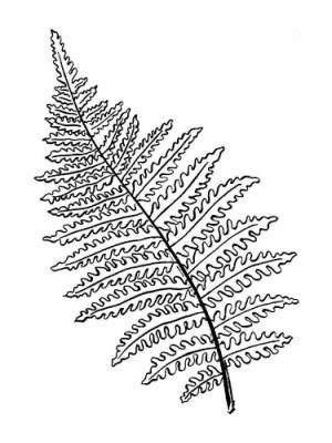 Рисунок раскраска папоротника