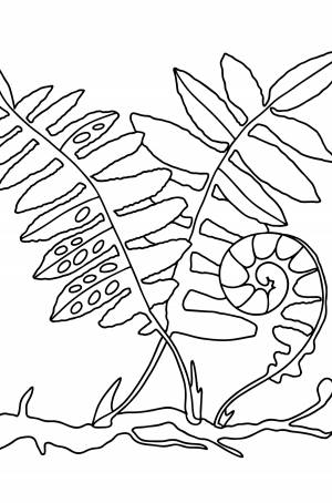 Папоротник раскраска