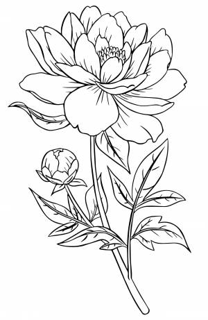 Красивый пион