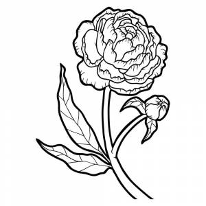 Раскраска Пион