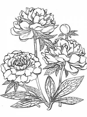 Картинка цветы Пионы раскраска для девочек