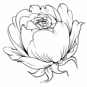 Лепестки пиона