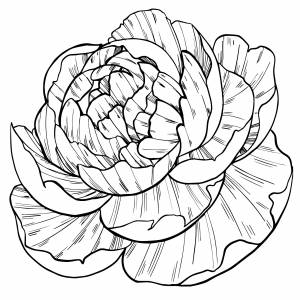 Бутон пиона