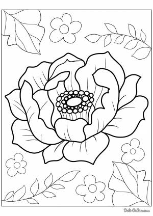 Раскраска Цветущий пион