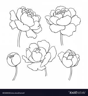 Пион цветок рисунок