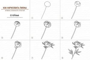 Цветок пион с листьями нарисованный карандашомpict