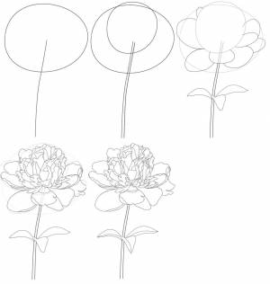 Пионы рисунок поэтапно