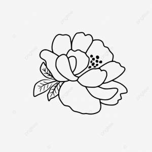 вектор рисования линии цветка пиона PNG , пионы, цветок, контур PNG картинки и пнг рисунок для й загрузки
