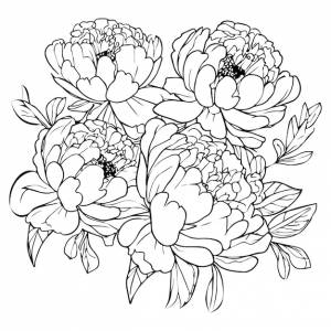 Цветок пиона искусство paeonia suffruticosa простой контур рисунок пиона раскраска пиона для взрослых