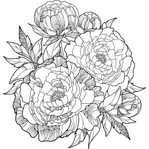 Пион цветок рисунок