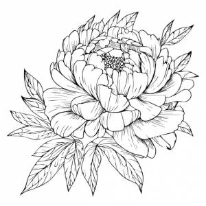 Ручной обращается пион изолированный рисунок линии японский цветок пиона простой рисунок линии пиона