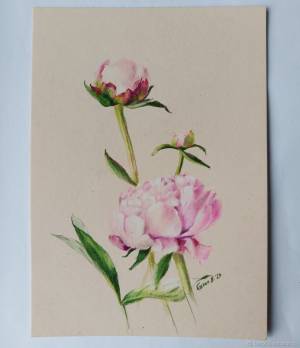 Рисунок Пионы в интернет-магазине Ярмарка Мастеров по цене 2000 ₽