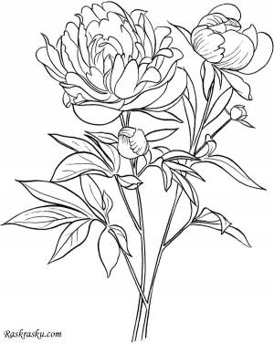 Трафареты пионы вазе