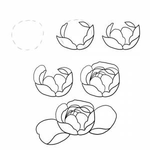 Пион рисунок карандашом поэтапно легко